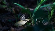 Das Papiliorama in Zentralamerika